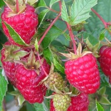 Саджанці малини Бірюсинка (черенкований) - 1-річний