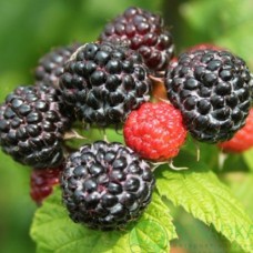 Саджанці малини Блек Джевел (черенкований) - 1-річний