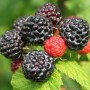 Саджанці малини Блек Джевел (черенкований) - 1-річний