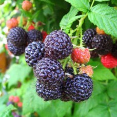 Саджанці малини Брістоль (черенкований) - 1-річний