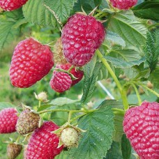 Саджанці малини Брусвяна (черенкований) - 1-річний