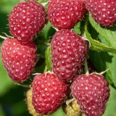 Саджанці малини Бузковий Туман (черенкований) - 1-річний