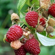 Саджанці малини Червона Королева (черенкований) - 1-річний