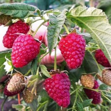 Саджанці малини Червоний Ангел (черенкований) - 1-річний