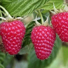 Саджанці малини Дельніва (черенкований) - 1-річний