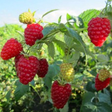 Саджанці малини Діамантова (черенкований) - 1-річний