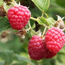 Саджанці малини Фенікс (черенкований) - 1-річний