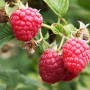Саджанці малини Фенікс (черенкований) - 1-річний