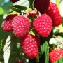 Саджанці малини Генералісимус (черенкований) - 1-річний