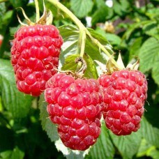 Саджанці малини Геракл (черенкований) - 1-річний