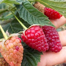 Саджанці малини Геркулес (черенкований) - 1-річний