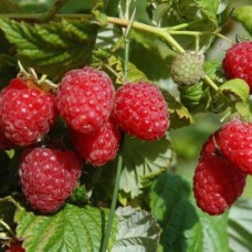 Саджанці малини Гусар (черенкований) - 1-річний