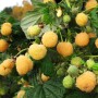 Саджанці малини Янтарна Садко (черенкований) - 1-річний