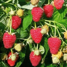 Саджанці малини Казка (черенкований) - 1-річний