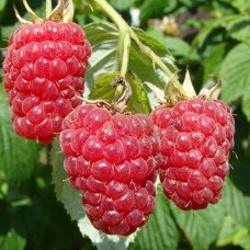 Саджанці малини Квелі (черенкований) - 1-річний