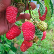 Саджанці малини Лячка (черенкований) - 1-річний