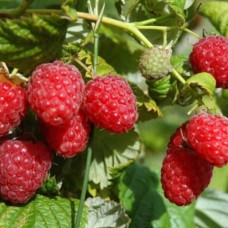 Саджанці малини Маргарита (черенкований) - 1-річний