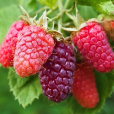 Саджанці малини Маросейка (черенкований) - 1-річний