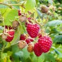 Саджанці малини Надія (черенкований) - 1-річний