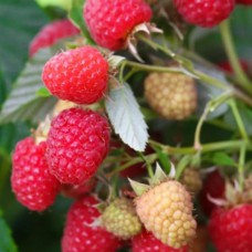 Саджанці малини Нантахала (черенкований) - 1-річний