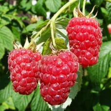 Саджанці малини Осіння (черенкований) - 1-річний