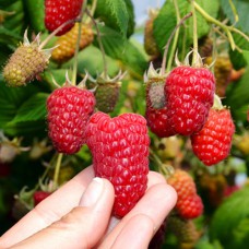 Саджанці малини Осіння Красуня (черенкований) - 1-річний