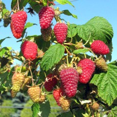 Саджанці малини Поемат (черенкований) - 1-річний