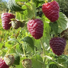 Саджанці малини Полісся (черенкований) - 1-річний