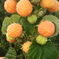 Саджанці малини Ранкова Роса (черенкований) - 1-річний