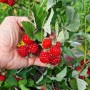 Саженцы малины Ред Деймонд (черенкованный) - 1-летний