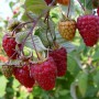 Саджанці малини Шапка Мономаха (черенкований) - 1-річний