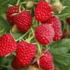 Саджанці малини Велика Німеччина (черенкований) - 1-річний