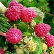 Саджанці малини Зева (черенкований) - 1-річний