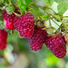 Саджанці малини Жар-Птиця (черенкований) - 1-річний