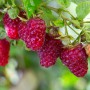 Саджанці малини Жар-Птиця (черенкований) - 1-річний