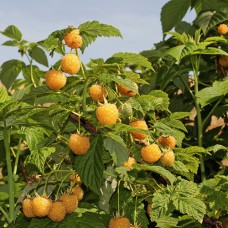 Саджанці малини Жовта Медова (черенкований) - 1-річний