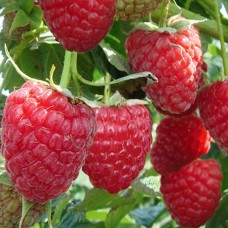 Саджанці малини Зюгана