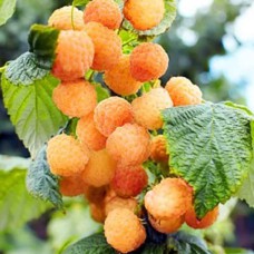 Саджанці малини Золота Королева (черенкований) - 1-річний