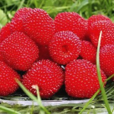 Саджанці тібетської малини Мяо Мяо