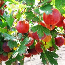 Саджанці агрусу на штамбі Лефора (привитий) - 2-річний