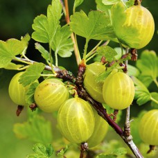 Саджанці агрусу на штамбі Левеллер (привитий) - 2-річний