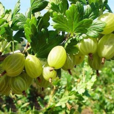 Саджанці агрусу на штамбі Малахіт (привитий) - 2-річний