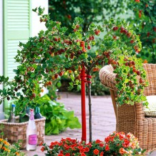 Саджанці агрусу на штамбі Високий Замок (привитий) - 2-річний