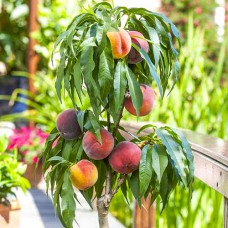 Саджанці колоновидного персика на штамбі Колоновидний (привитий) - 2-річний