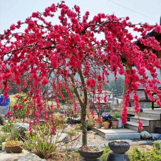 Саджанці персика на штамбі Намисто (привитий) - 2-річний