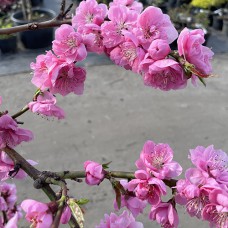 Саджанці персика на штамбі Пендула (привитий) - 2-річний