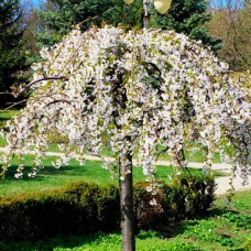 Саджанці абрикоса на штамбі Плакуча Форма (привитий) - 2-річний