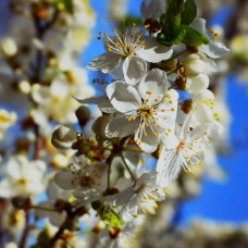 Саджанці абрикоса на штамбі Вертикальна Форма (привитий) - 2-річний