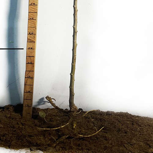 Саджанці шовковиці на штамбі Пендула (привитий) - 2-річний