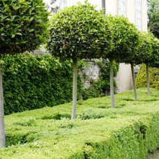 Саджанці шовковиці на штамбі Шаровидна (привитий) - 2-річний